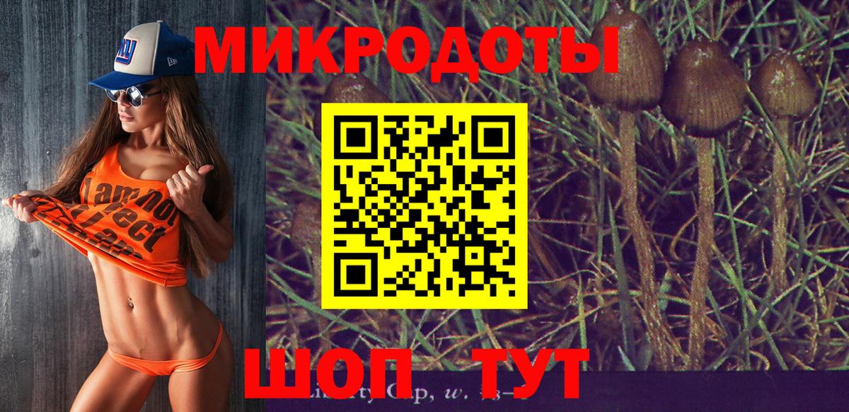 Галлюциногенные грибы Psilocybe Нерюнгри